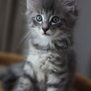 an image of a kitten